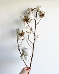 Image 1 of Cotton 