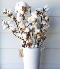 Image 4 of Cotton 