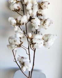 Image 3 of Cotton 