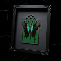 Image 2 of Gothic Arch -Papilio Adamantius Swallowtail Butterfly