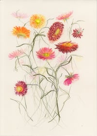 Strawflowers