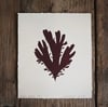 Palmaria palmata - original limited edition lino print