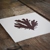 Palmaria palmata - original limited edition lino print