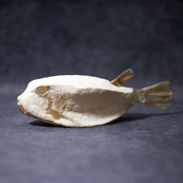 Image of Box Fish Articulation