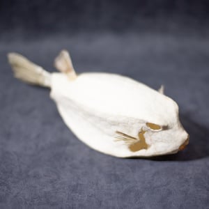 Image of Box Fish Articulation