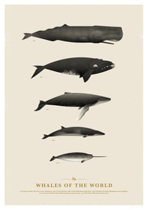 Image of The Whales of the World | Artprint