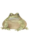 Frog 3