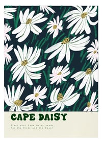 Cape Daisy
