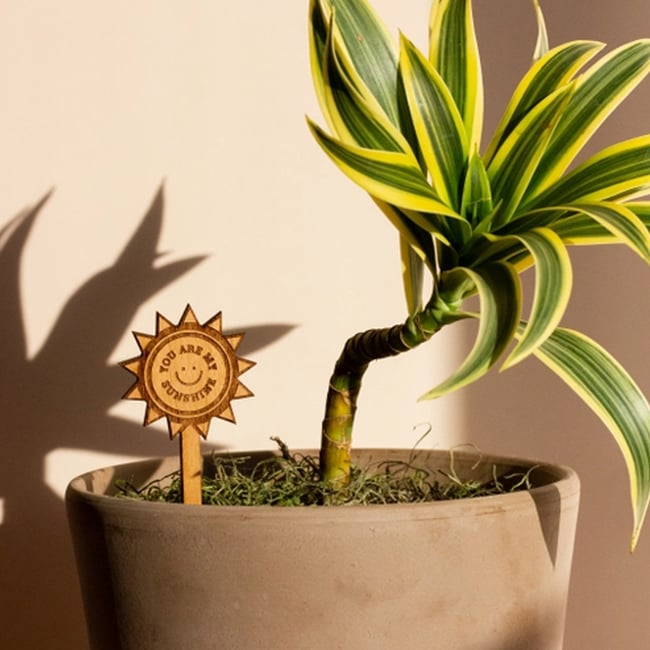 You Are My Sunshine Wood Plant Pick