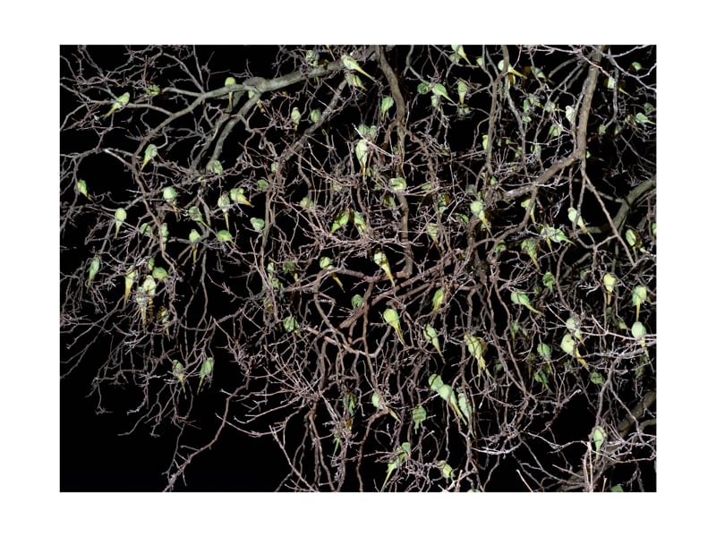 Psittacula I - limited edition - portfolio print