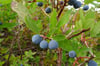 Mountain Berry