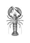 Lobster