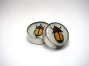 Image of Ready to Ship Reversible Beetle Plugs 1 Inch 25mm