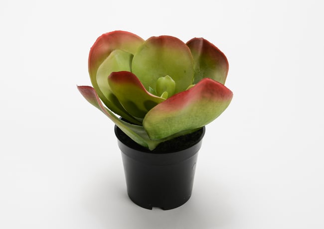 KALANCHOE ARTIFICIAL