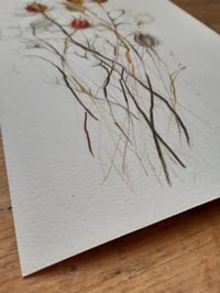 Image 3 of Nigella seed heads ~ limited edition giclée print