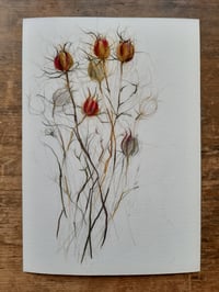 Image 1 of Nigella seed heads ~ limited edition giclée print