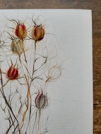 Image 2 of Nigella seed heads ~ limited edition giclée print