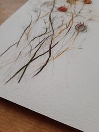 Image 4 of Nigella seed heads ~ limited edition giclée print