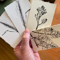Botanical Notecards