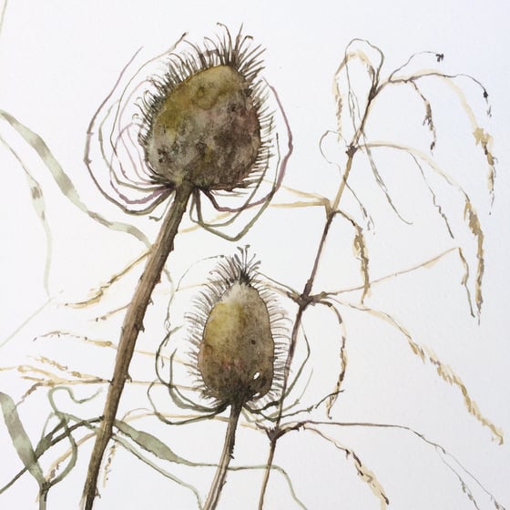 Image of Teasels 