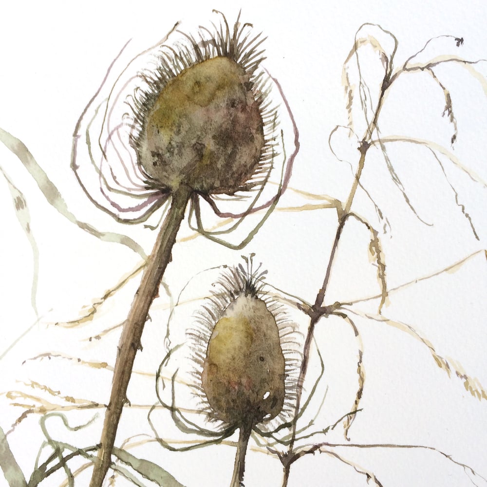 Image of Teasels 