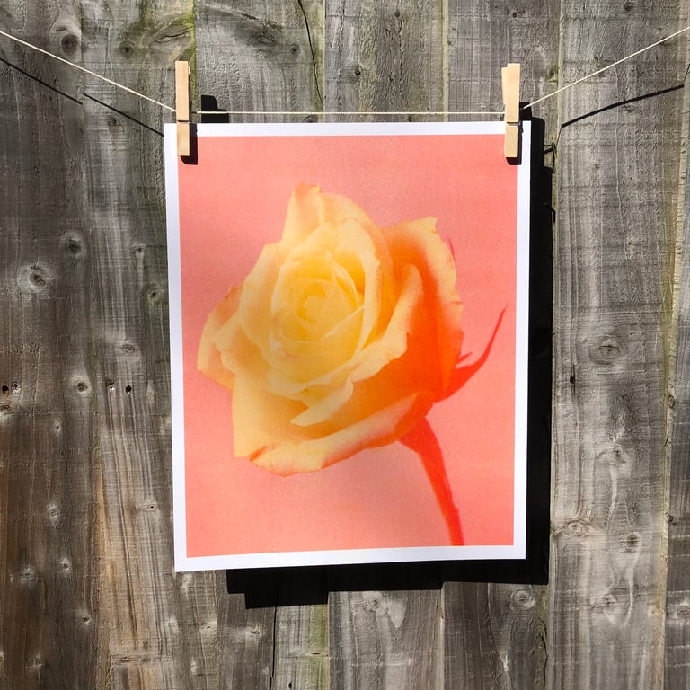 Rose Risoprint