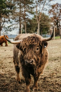 Image 1 of Highland Cow Mini Sessions