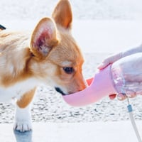 Doggy Flask