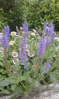 Image 1 of Salvia nemorosa 'Marcus'