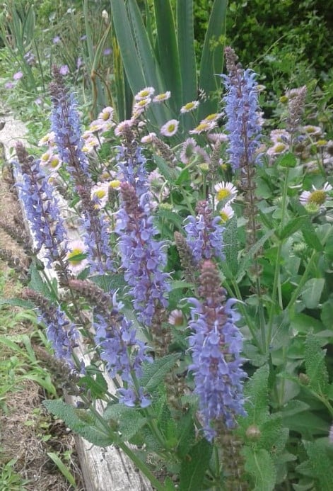 Image of Salvia nemorosa 'Marcus'