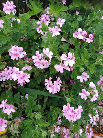 Image of Pelargonium 'Sweet Mimosa' 