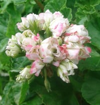 Image 2 of Pelargonium 'Appleblossom Rosebud'