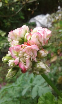Image 3 of Pelargonium 'Appleblossom Rosebud'