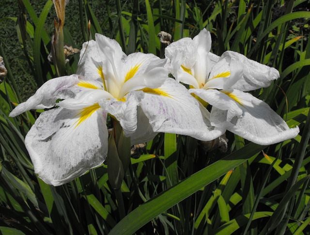 Image of Iris ensata (Japanese Iris)