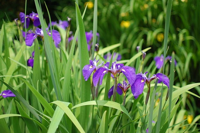 Image of Iris ensata (Japanese Iris)