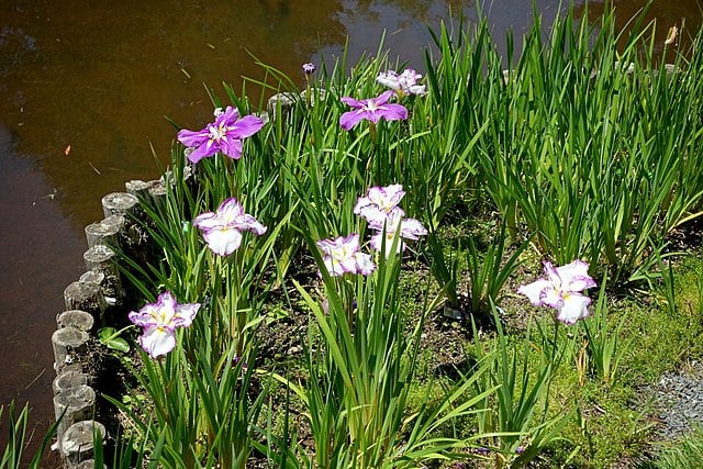 Image of Iris ensata (Japanese Iris)