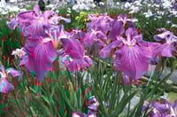Image 1 of Iris ensata (Japanese Iris)