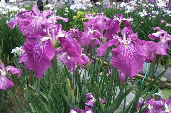 Image of Iris ensata (Japanese Iris)