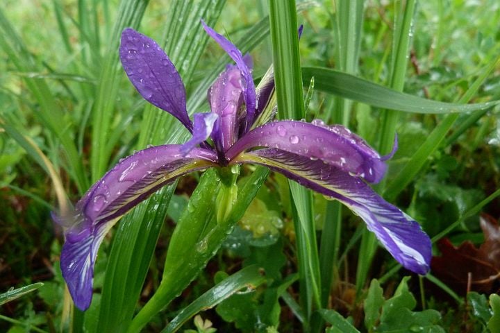 Image of Iris graminea (Plum Iris)