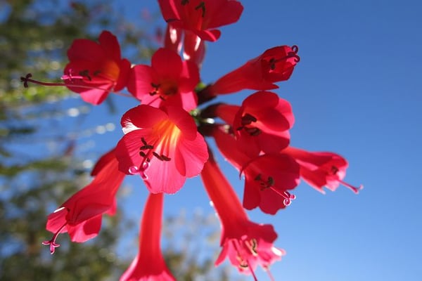 Image of Cantua buxifolia (Sacred Flower of the Incas)