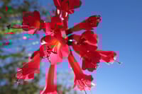 Cantua buxifolia (Sacred Flower of the Incas)