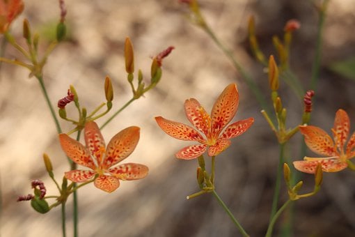 Image of Iris domestica (Blackberry lily or Leopard lily)