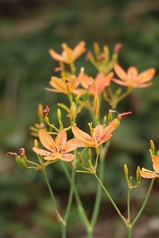 Image of Iris domestica (Blackberry lily or Leopard lily)