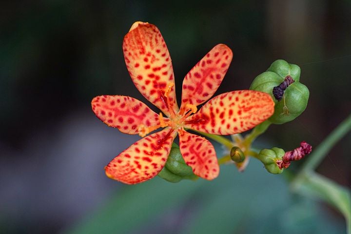 Image of Iris domestica (Blackberry lily or Leopard lily)