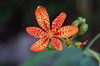 Image 1 of Iris domestica (Blackberry lily or Leopard lily)
