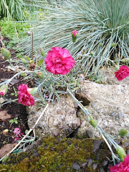 Image of Dianthus 'Waterloo Sunset'