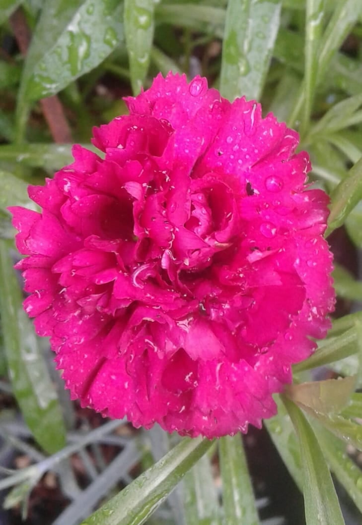 Image of Dianthus 'Waterloo Sunset'