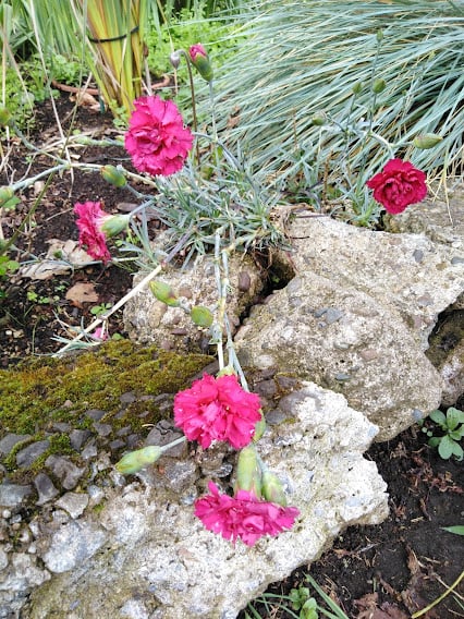 Image of Dianthus 'Waterloo Sunset'