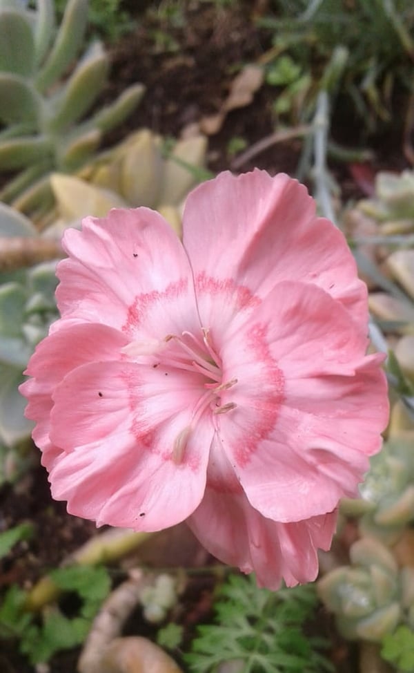 Image of Dianthus 'Apricot Nectar'