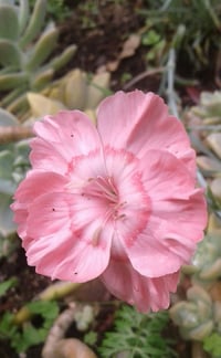 Dianthus 'Apricot Nectar'